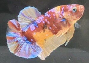 【ほっぺちゃんFARM】〈ベタ・Betta〉N-1 キャンディー・ギャラクシーPK (オス♂)