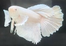 【ほっぺちゃんFARM】〈ベタ・Betta〉R-1 オペックホワイト・スーパーダンボHM (オス♂)_画像4