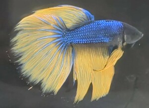 【ほっぺちゃんFARM】〈ベタ・Betta〉P-2 メタリック・マスタードガス・ブラックエッジHM (オス♂)☆売り切りSALE☆