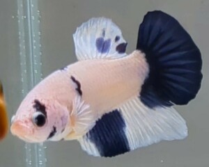 【ほっぺちゃんFARM】〈ベタ・Betta〉M-7 ブルーマーブル・ポルカドットPK (オス♂)