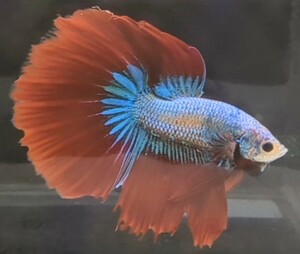 【ほっぺちゃんFARM】〈ベタ・Betta〉Q-2 ブルーメタリゼル・クリムゾンHM (オス♂)☆SALE☆