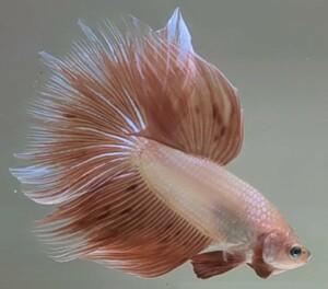 【ほっぺちゃんFARM】〈ベタ・Betta〉K-1 アルマゲドンHM (オス♂)☆売り切りSALE☆