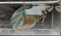 【ほっぺちゃんFARM】〈ベタ・Betta〉Ｉ-1 ユニコーン・オーロライエローHM (オス♂)_画像8