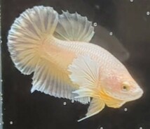 【ほっぺちゃんFARM】〈ベタ・Betta〉R-5 プラチナゴールド・ダンボPK (オス♂)_画像1