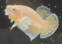 【ほっぺちゃんFARM】〈ベタ・Betta〉R-5 プラチナゴールド・ダンボPK (オス♂)_画像2