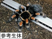 【初心者向タランチュラ】匿名配送 ♀亜成体 メキシカンレッドニー Brachypelma hamorii［本州・四国のみ発送可］_画像4