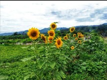 大きくそだつひまわりの種　たっぷり14g約200粒 花畑　プランター　花壇　花束　生花　インテリア　_画像4