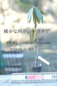 稀少な原種 ： セイヨウシャクナゲ（西洋石楠花） アルボレウム W咲白 (R,Aruboreum) 02.10