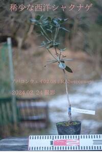 稀少な原種 ： セイヨウシャクナゲ（西洋石楠花） アバコンウェイ02.08（R, aberconwey) 蕾付き