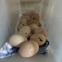 激安卵　世界一番　小さい鶏　食用卵　セラマ 6個＋2個　有精卵　放し飼い_画像9