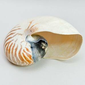 オウムガイ アンティーク 古道具 標本種 置物 オーム貝 貝殻の画像3