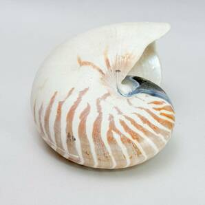 オウムガイ アンティーク 古道具 標本種 置物 オーム貝 貝殻の画像4