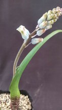 花芽付き ラケナリア ライティ①【Lachenalia wrightii】3号ポット /検索用→ケープバルブ 小球根 ガーデニング _画像1