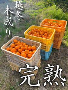 越冬木成り完熟みかん★デラックス　晩生　大玉（3L以上）　訳あり　家庭用　産地直送　濃厚　10kg