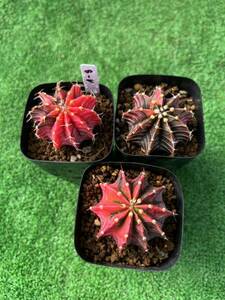 サボテン Gymnocalycium Mihanovichii ' ギムノカリキウム多肉植物 (抜き苗発送発送します)A-8