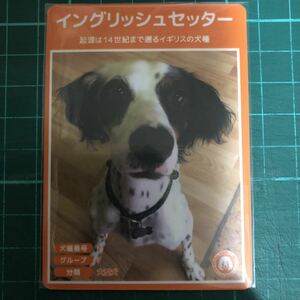 【犬種図鑑カード】 No.019 イングリッシュセッター