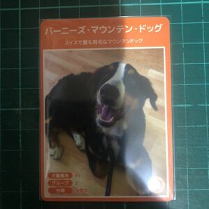 【犬種図鑑カード】 No.017 バーニーズマウンテンドッグ