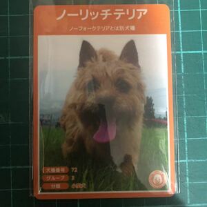 【犬種図鑑カード】 No.079 ノーリッチテリア