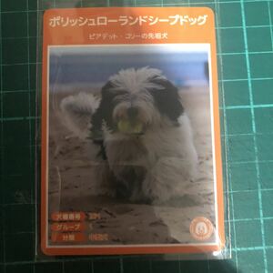 【犬種図鑑カード】 No.090 ポリッシュローランドシープドッグ