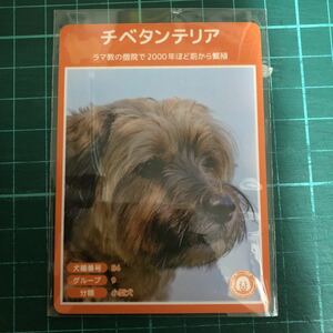 【犬種図鑑カード】 No.110 チベタンテリア
