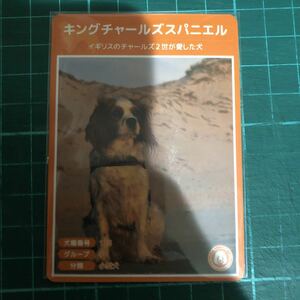 【犬種図鑑カード】 No.129 キングチャールズスパニエル