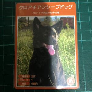 【犬種図鑑カード】 No.133 クロアチアンシープドッグ