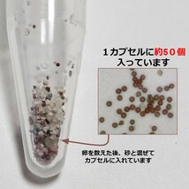 カブトエビ 休眠卵 2カプセル【計100個】 餌付き_画像2