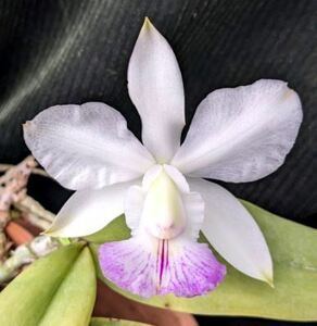 洋蘭原種 C.walkeriana fma. semialba 'Linda estrela' (希少original)