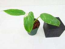 東京001フィロデンドロン　イルセマニー　斑入り①充実苗　Philodendron ilsemanii variegata＊急に凄い葉が出たり子株から出たりします。_画像4