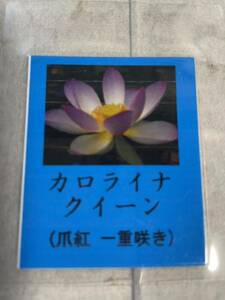 花蓮　花ハス　カロライナクイーン　④ 黄紅一重　大型品種　レンコン苗　(スイレン苗　蓮苗） 