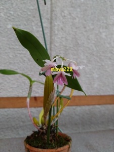 洋蘭　デンドロ　Den.aberrans × Den.gonzalesii　現在開花中