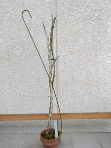 洋蘭　デンドロ　Den.anosmum huttonii ‘wf3’ select　現在蕾付き