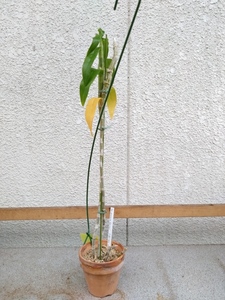 洋蘭　デンドロ　Den.anosmum huttonii　‘wf6’ AAA　現在蕾付き