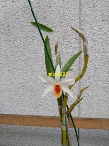 洋蘭　デンドロ　Den.heterocarpum　現在開花中