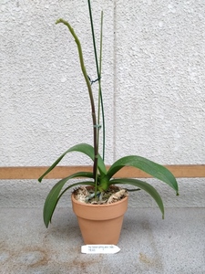 洋蘭　ファレノ　Phal.Champion Lightning　現在蕾付き