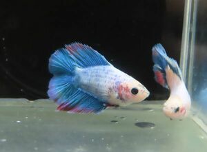 発送地域限定　P4　グリズル　フルムーン　メス　3匹　ベタ　masa betta 熱帯魚