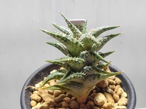 Aloe 'descoingsii ディスコイングシー' 2【送料無料】