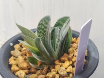 【即決】'Gasteria 富士子宝錦 '【送料無料】_画像2