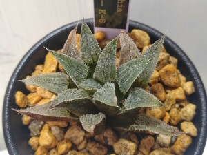 【即決】'Haworthia 実生ウィミー K-6 ' 1【送料無料】