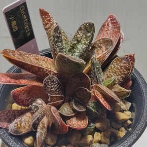 【即決】'Gasteria 小亀姫 '【送料無料】の画像3