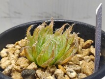 【即決】'Haworthia bella '青い妖精''【送料無料】_画像3