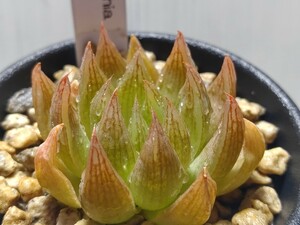 【即決】'Haworthia '双眉'【送料無料】