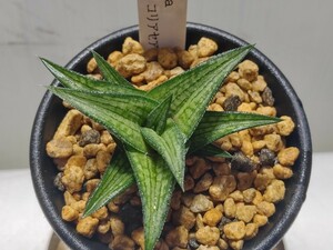 'Haworthia ベノーサ コリアセア'【送料無料】