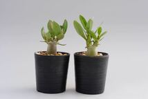 【2株セット】アデニウム アラビカム ブラックステムAdenium arabicum Blackstem実生株_画像5