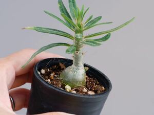 パキポディウム サキュレンタム 実生株① pachypodium succulentum