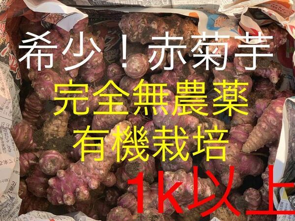 希少【無農薬有機栽培 】赤菊芋 約1.3キロ　 赤きくいも アカキクイモ 自家菜園 / 糖尿病・イヌリン・ダイエット スーパーフード　送料込