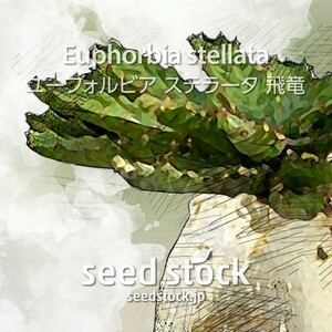 ユーフォルビアの種 ステラータ 飛竜 Euphorbia stellata 50個