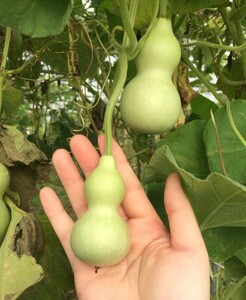 豆ひょうたん 愛らしい瓢箪 千成ひょうたんよりさらに一回り小さい 愛玩・観賞用 固定種 たね１０粒 ￥200スタート