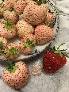 「白いイチゴ」甘い、香り、大きい、一季なり　抜き苗×６株／１セット (オシャレな水耕栽培にもおすすめ）￥1000スタート