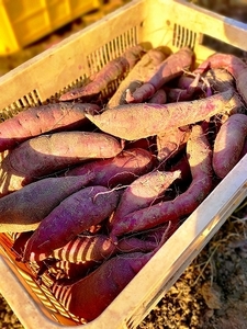 送料無料！愛媛県産　紅はるか１０ｋｇ　無農薬　サイズミックス土付き　さつまいも③